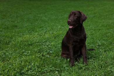 Photo of Adorable Labrador Retriever dog sitting on green grass in park, space for text