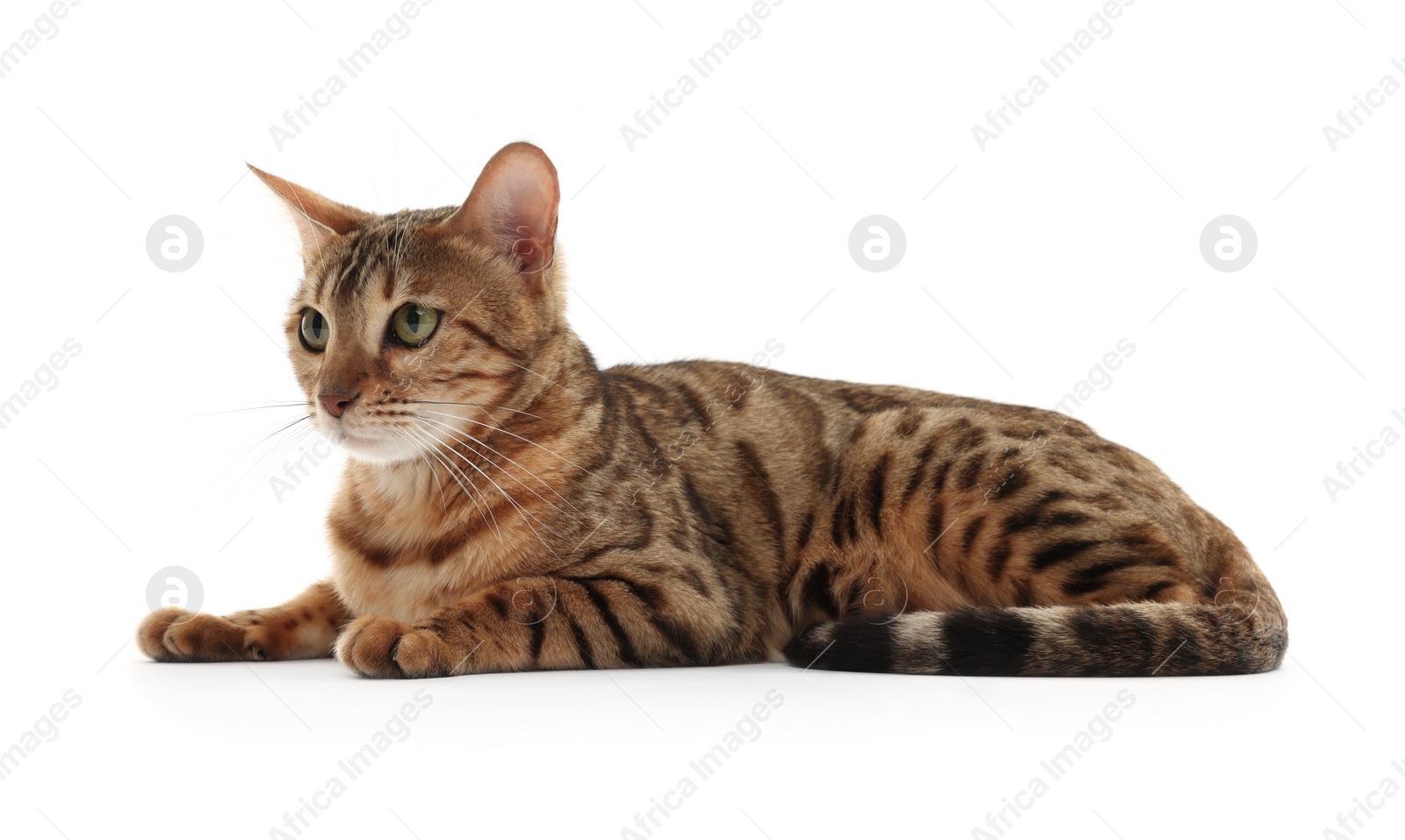 Photo of Cute Bengal cat on white background. Adorable pet