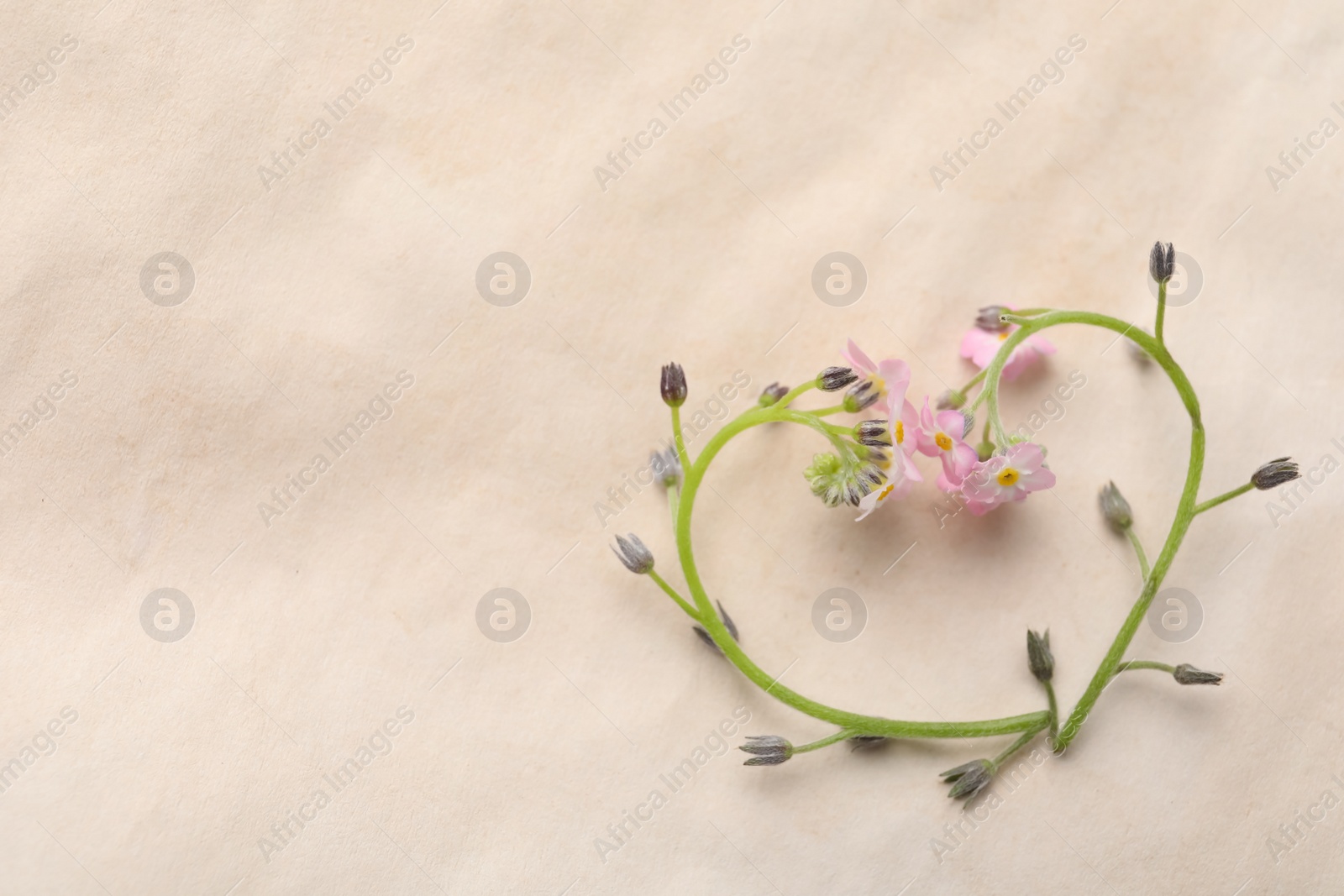 Photo of Heart of beautiful pink forget-me-not flowers on light background, flat lay. Space for text