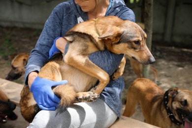 Photo of Female volunteer with homeless dog at animal shelter outdoors, closeup
