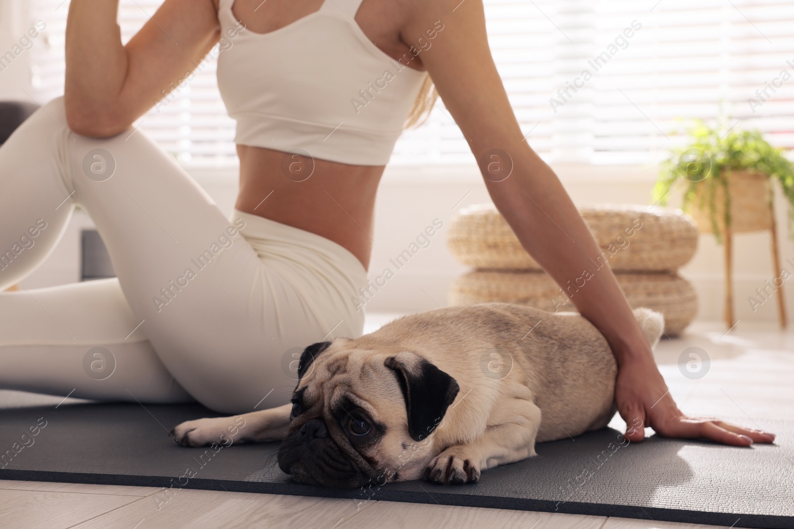 Photo of Woman with dog practicing yoga at home, closeup