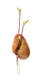 Avocado pit with sprout and root on white background