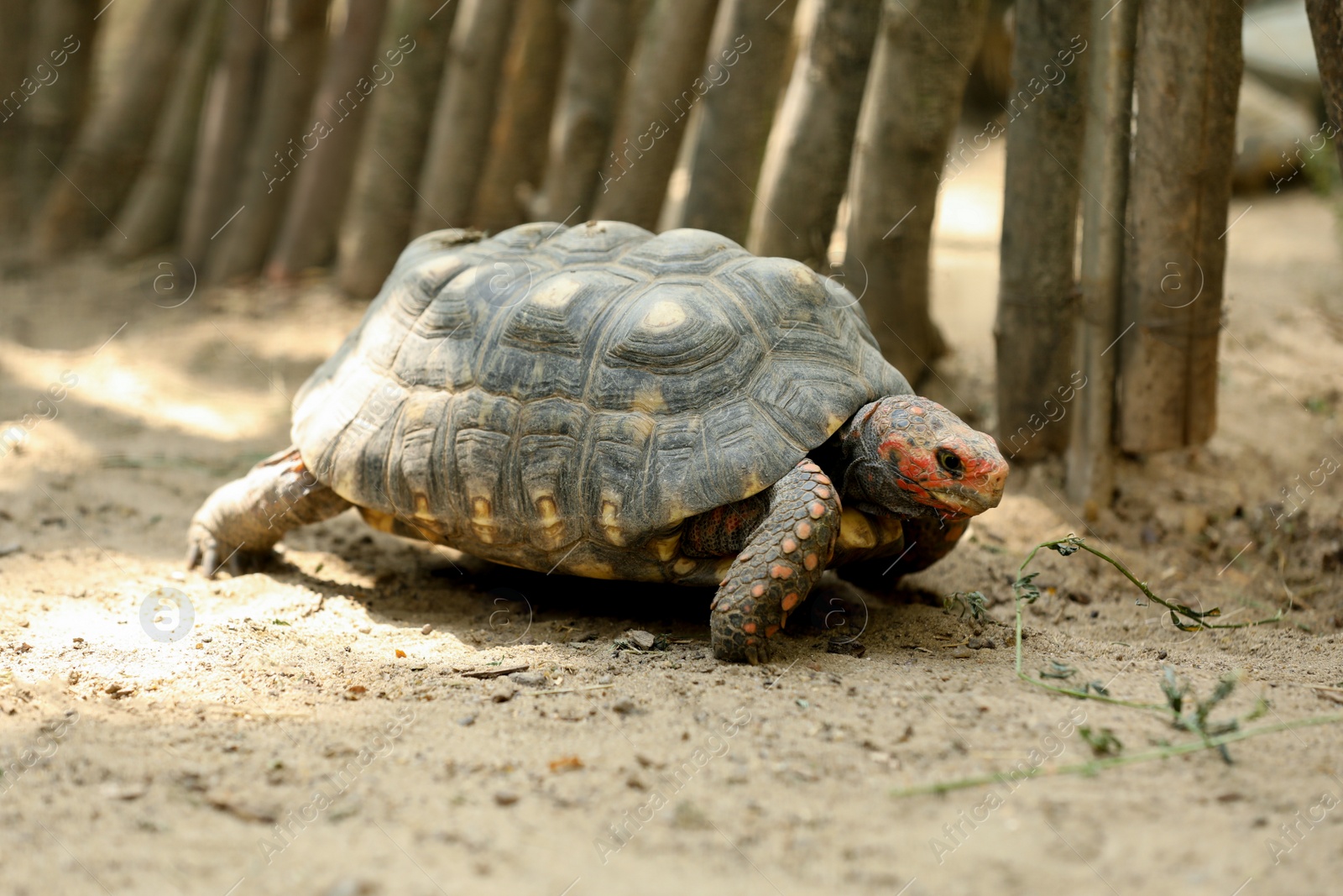 Photo of Beautiful tortoise in zoo enclosure. Wild animal