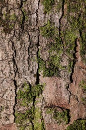 Photo of Green moss on tree bark, closeup view