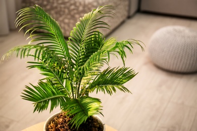 Photo of Flowerpot with tropical palm in home interior