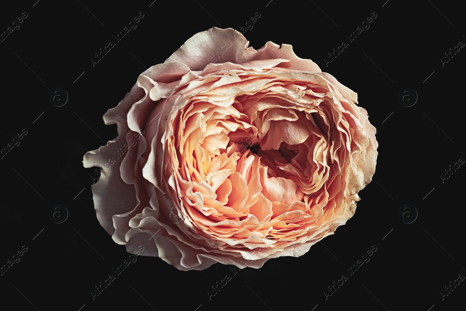 Photo of Beautiful rose on black background. Floral card design with dark vintage effect