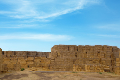 Photo of Many cereal hay bales outdoors. Agriculture industry