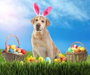 Image of Colorful Easter eggs and cute dog with bunny ears headband outdoors