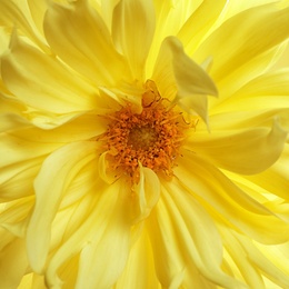 Photo of Beautiful yellow dahlia flower, closeup view. Floral decoration