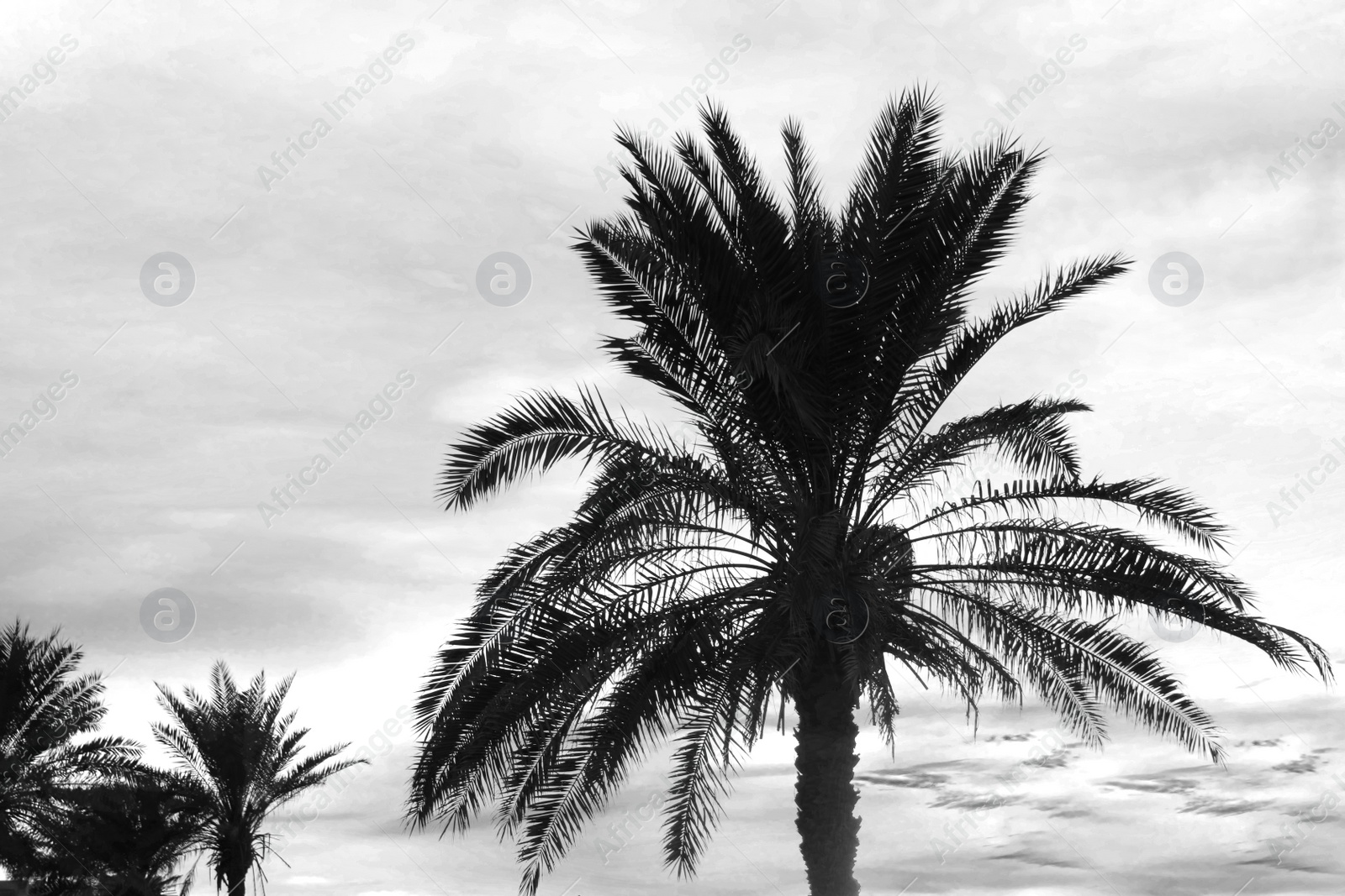 Image of Tropical palms and beautiful sky on background. Black and white tone