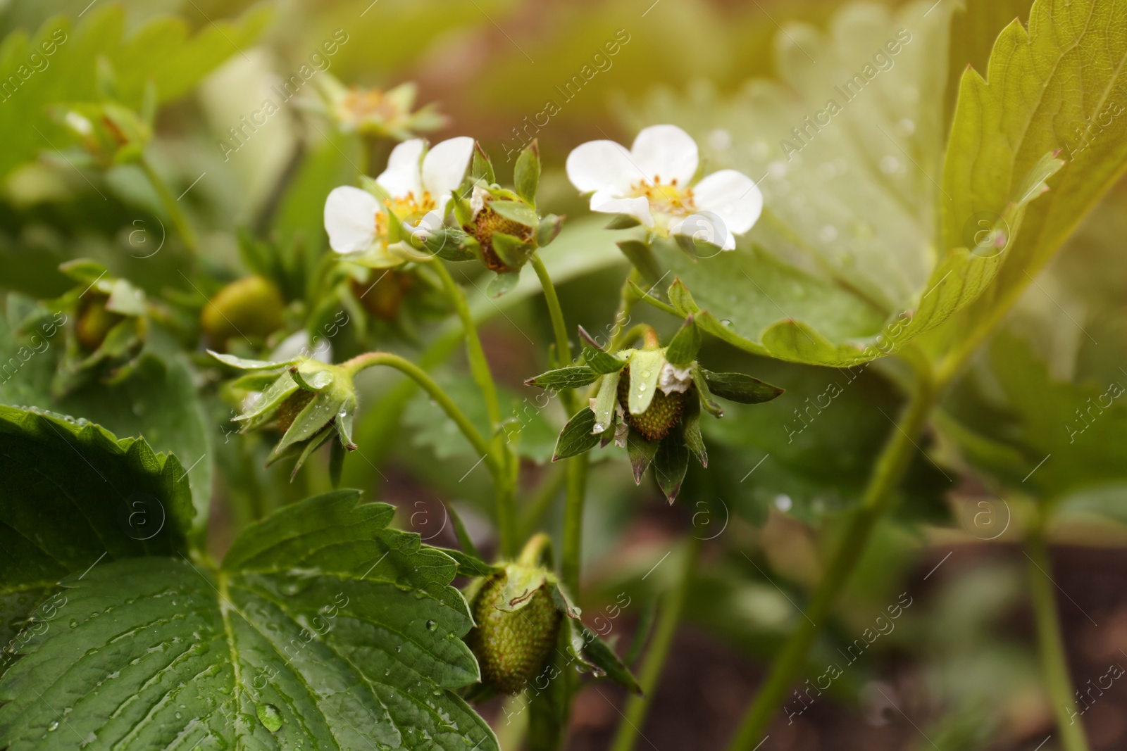 Photo of Beautiful blooming strawberry plant with water drops on blurred background, closeup