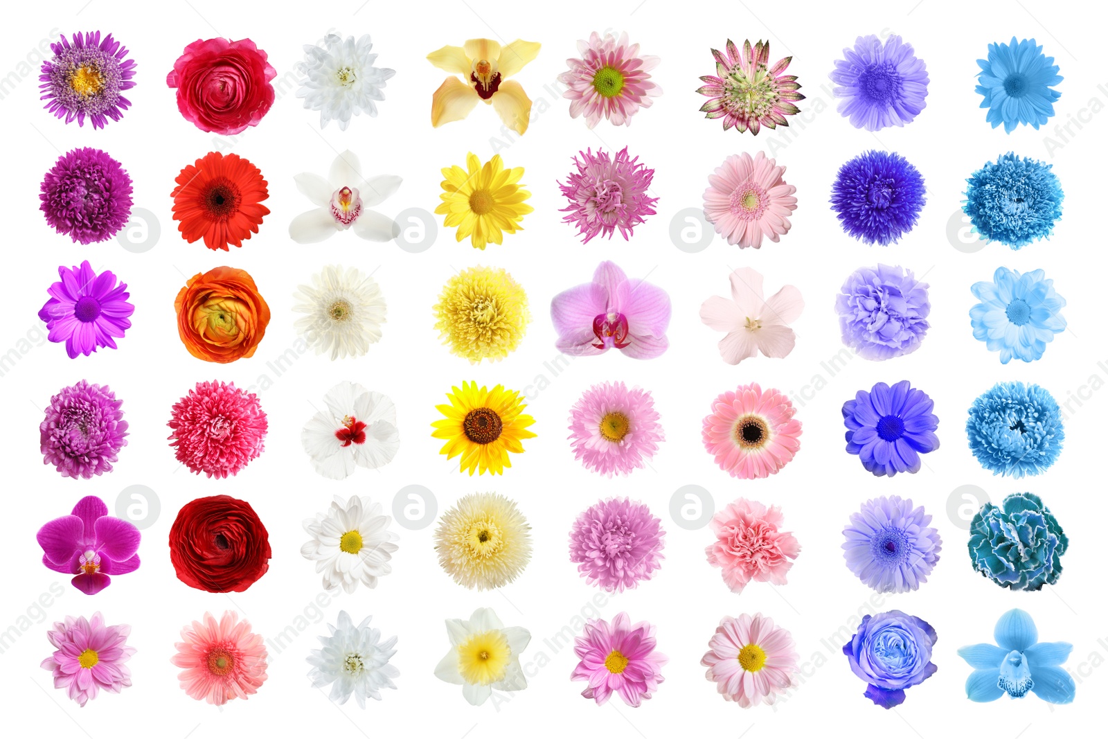 Image of Set of different beautiful flowers on white background