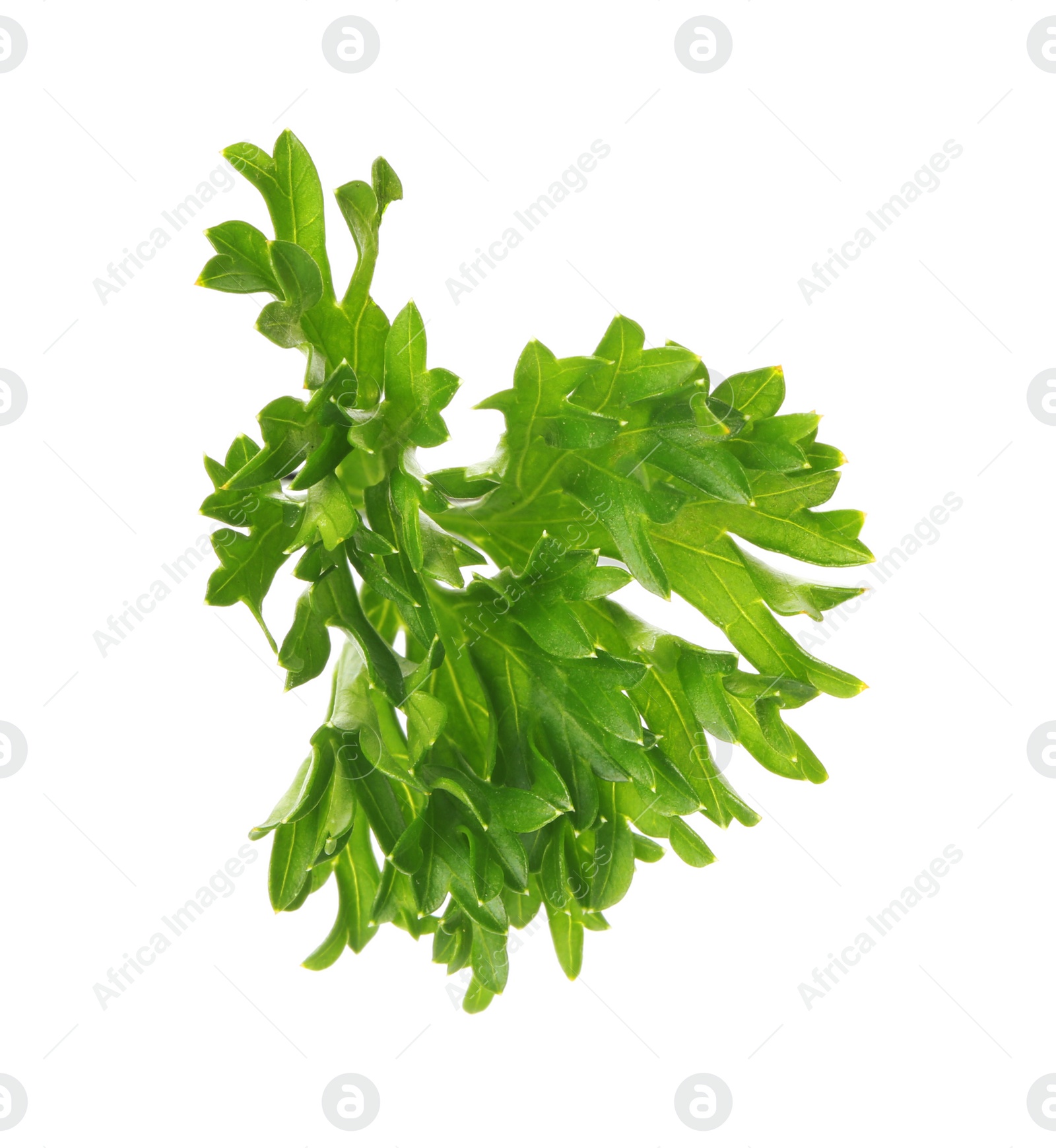 Photo of Aromatic fresh green parsley on white background