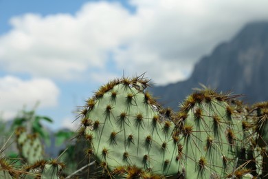 Photo of Beautiful Opuntia cactus growing near mountains, closeup. Space for text