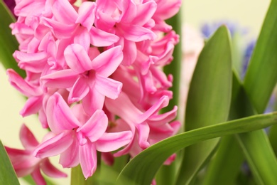 Photo of Closeup view of beautiful spring hyacinth flowers