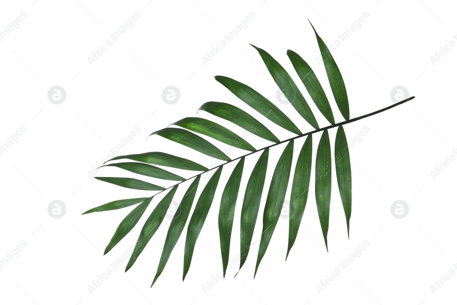 Photo of Beautiful lush tropical leaf isolated on white