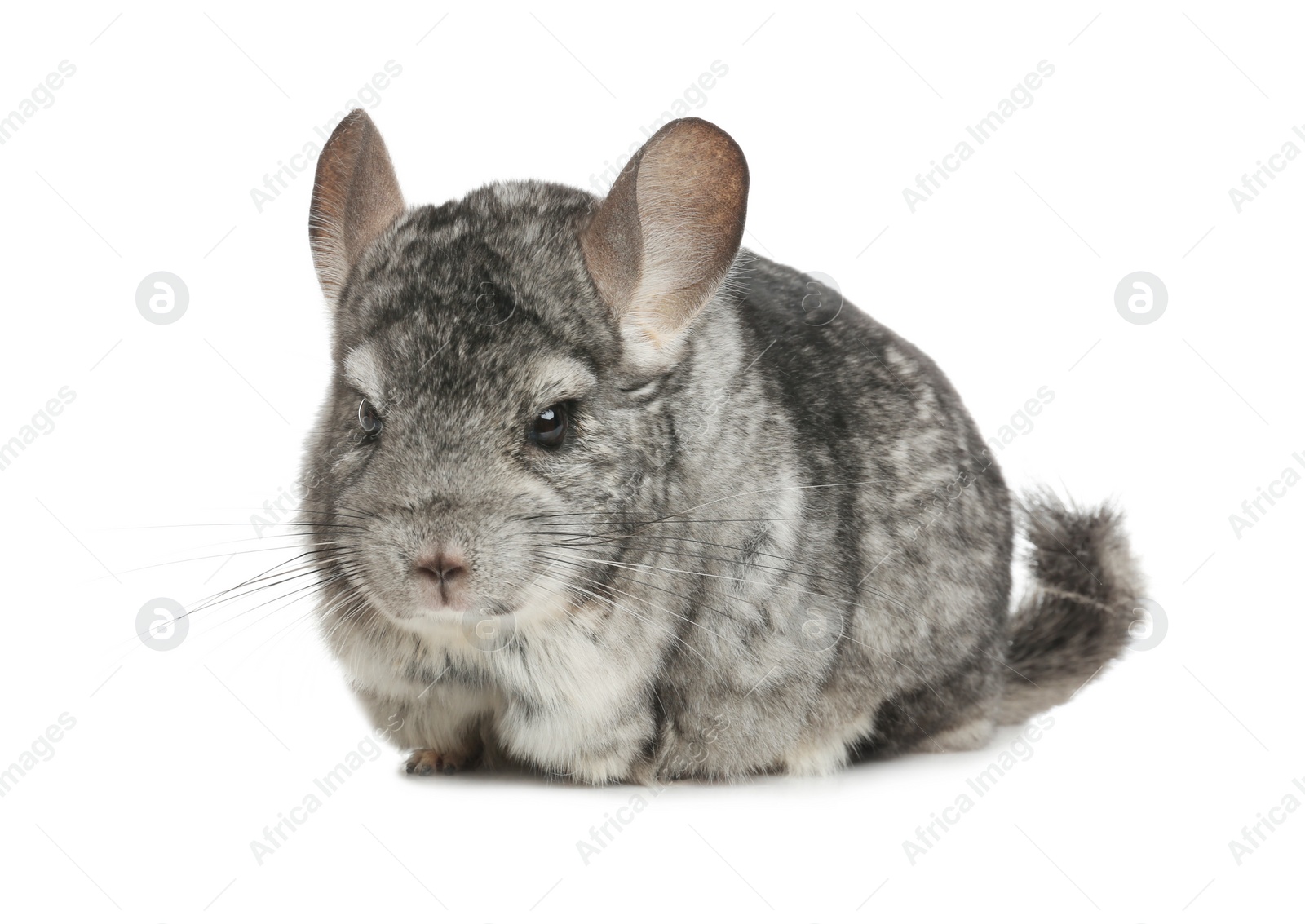 Photo of Cute funny grey chinchilla isolated on white