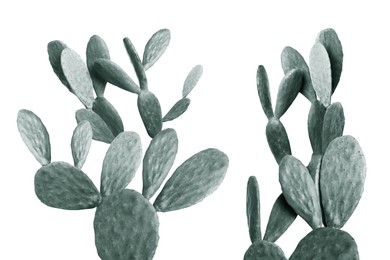 Image of Beautiful cactuses on white background. Color toned