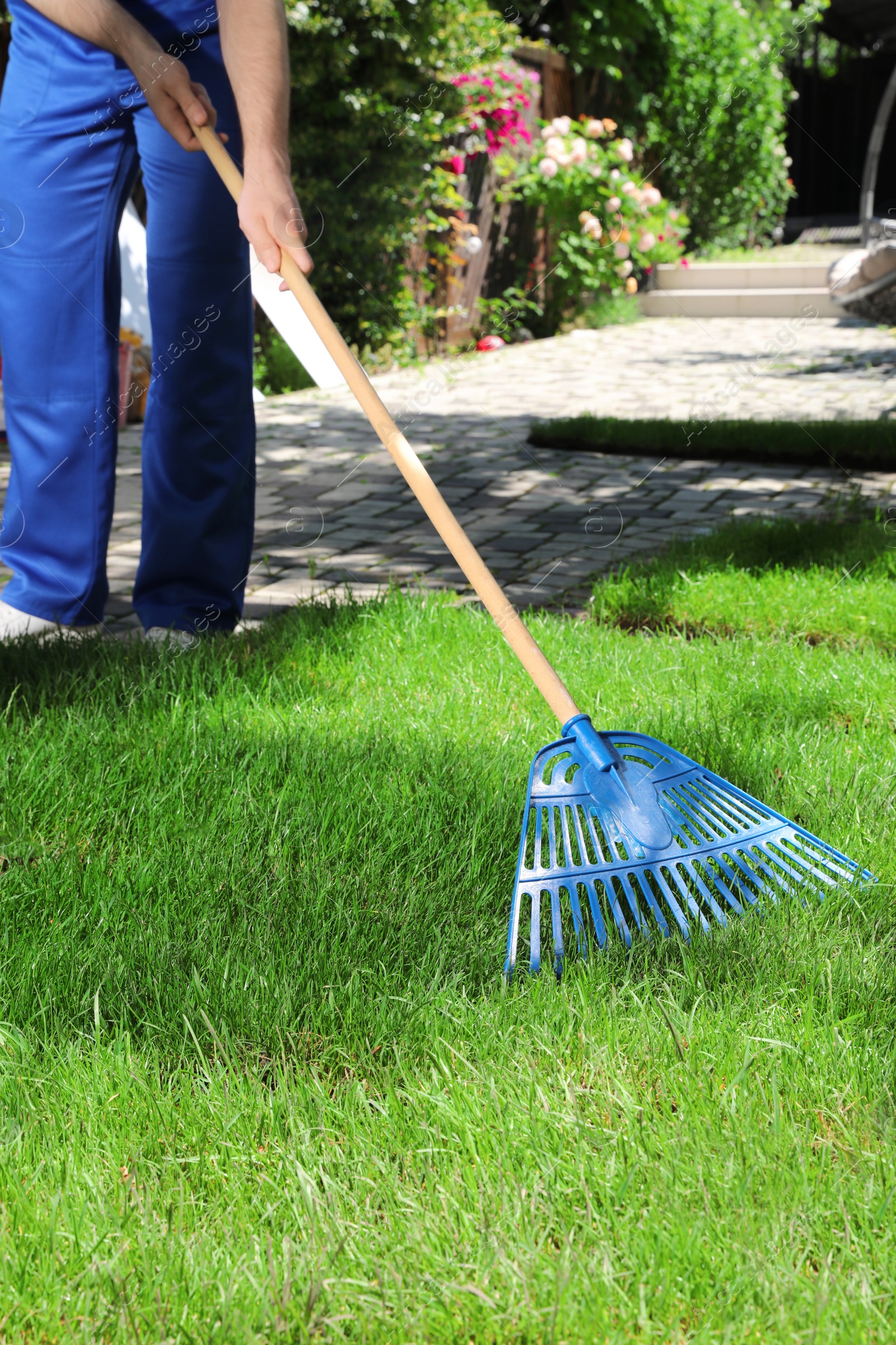 Photo of Gardener raking grass sod on backyard, closeup