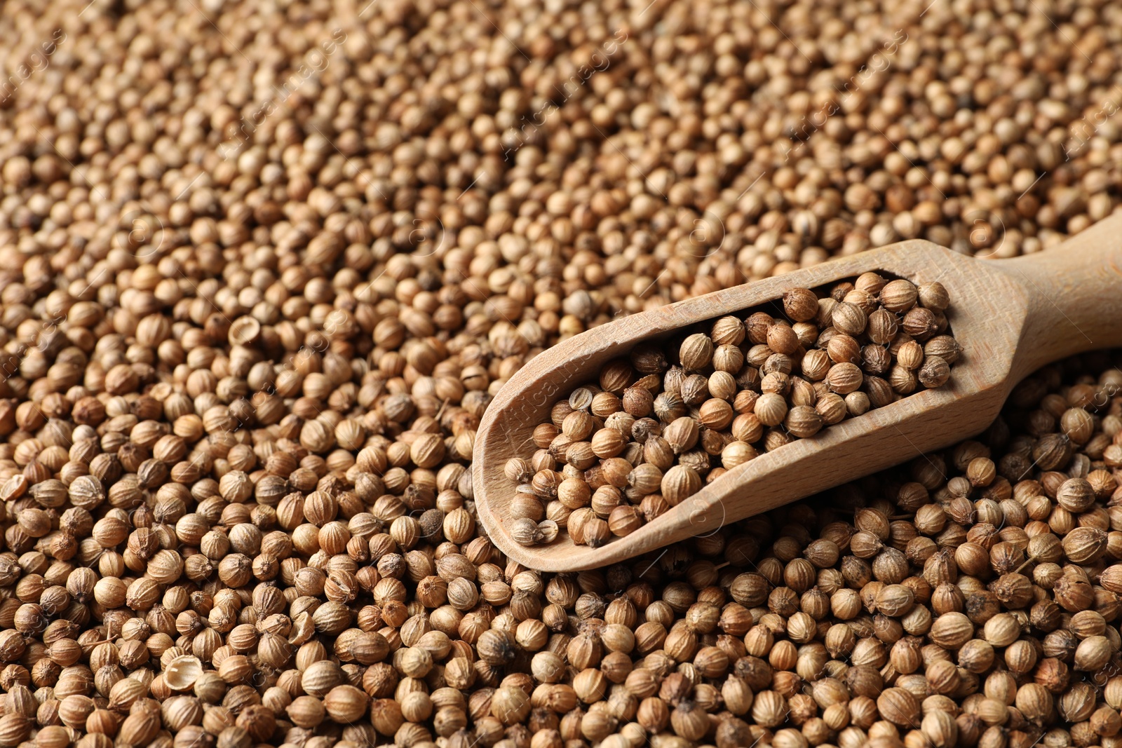 Photo of Dried coriander seeds and wooden scoop, closeup. Space for text