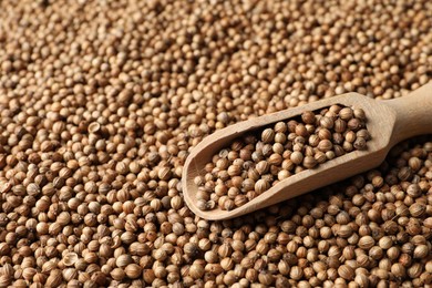 Photo of Dried coriander seeds and wooden scoop, closeup. Space for text