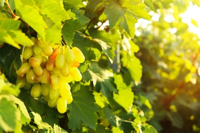 Photo of Fresh ripe juicy grapes growing on branch in vineyard