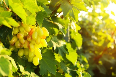 Fresh ripe juicy grapes growing on branch in vineyard