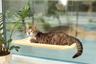 Photo of Cute cat lying on window pet bed at home