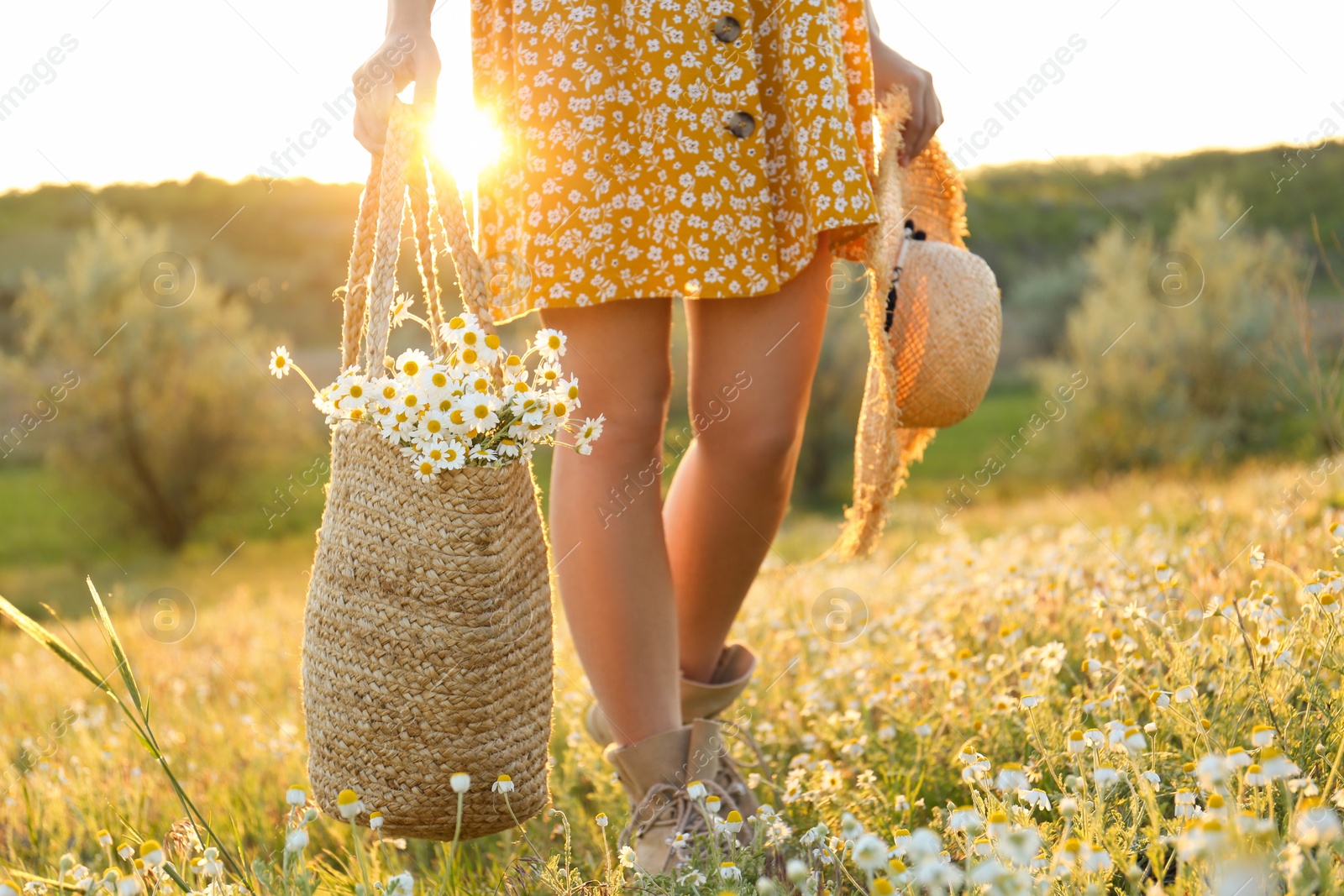 Photo of Woman with straw hat and handbag full of chamomiles walking in meadow, closeup