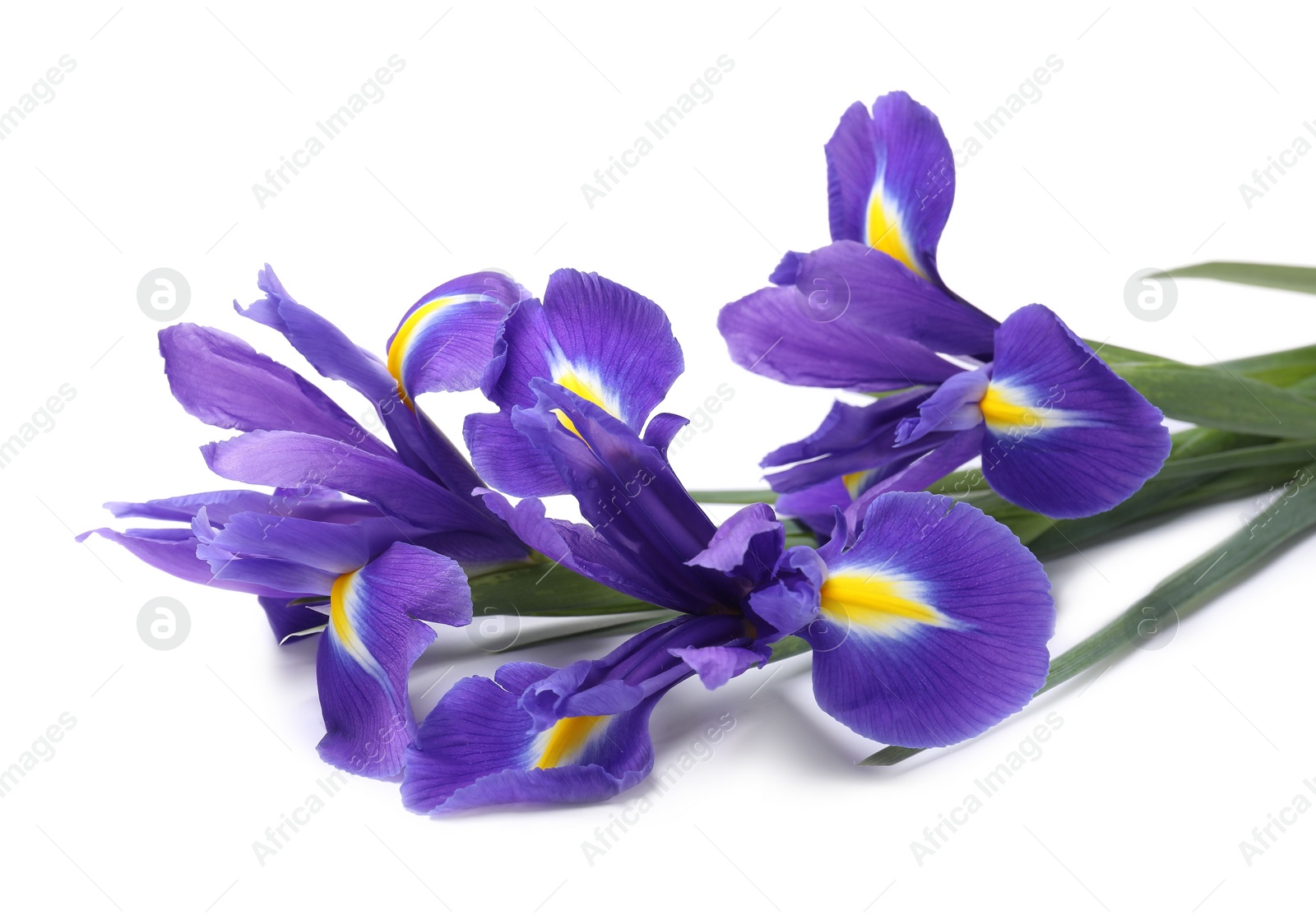 Photo of Beautiful violet iris flowers isolated on white