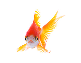 Photo of Beautiful bright small goldfish isolated on white