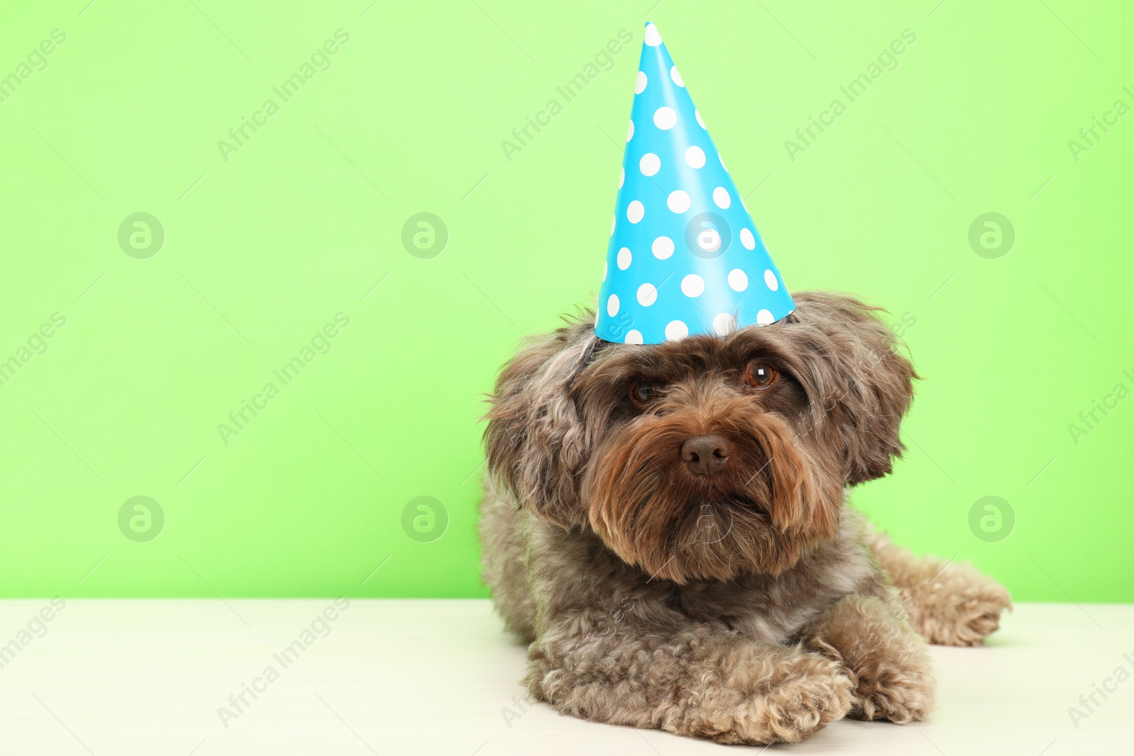 Photo of Cute Maltipoo dog wearing party hat on white table against green background, space for text. Lovely pet