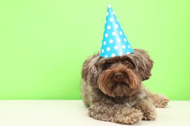 Cute Maltipoo dog wearing party hat on white table against green background, space for text. Lovely pet