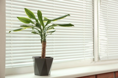 Beautiful potted plant on sill near window blinds, space for text