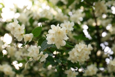 Beautiful blooming white jasmine shrub outdoors, closeup