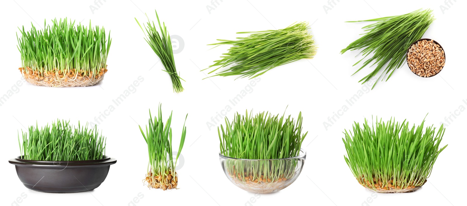 Image of Set with fresh wheat grass on white background. Banner design