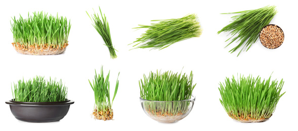 Image of Set with fresh wheat grass on white background. Banner design