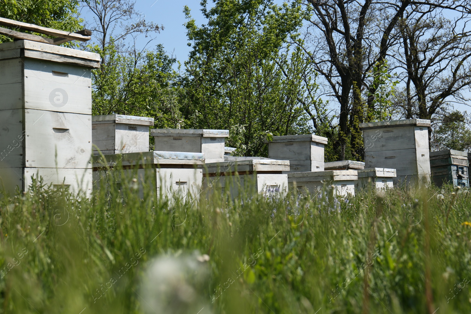 Photo of Many white bee hives at apiary on spring day