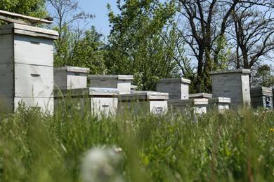 Photo of Many white bee hives at apiary on spring day