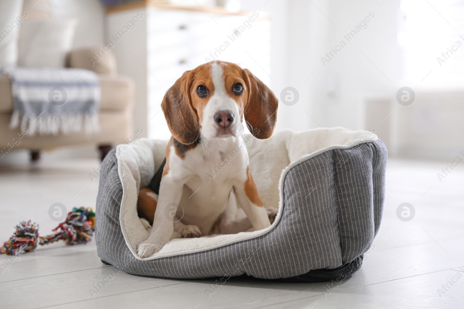 Photo of Cute Beagle puppy in dog bed at home. Adorable pet