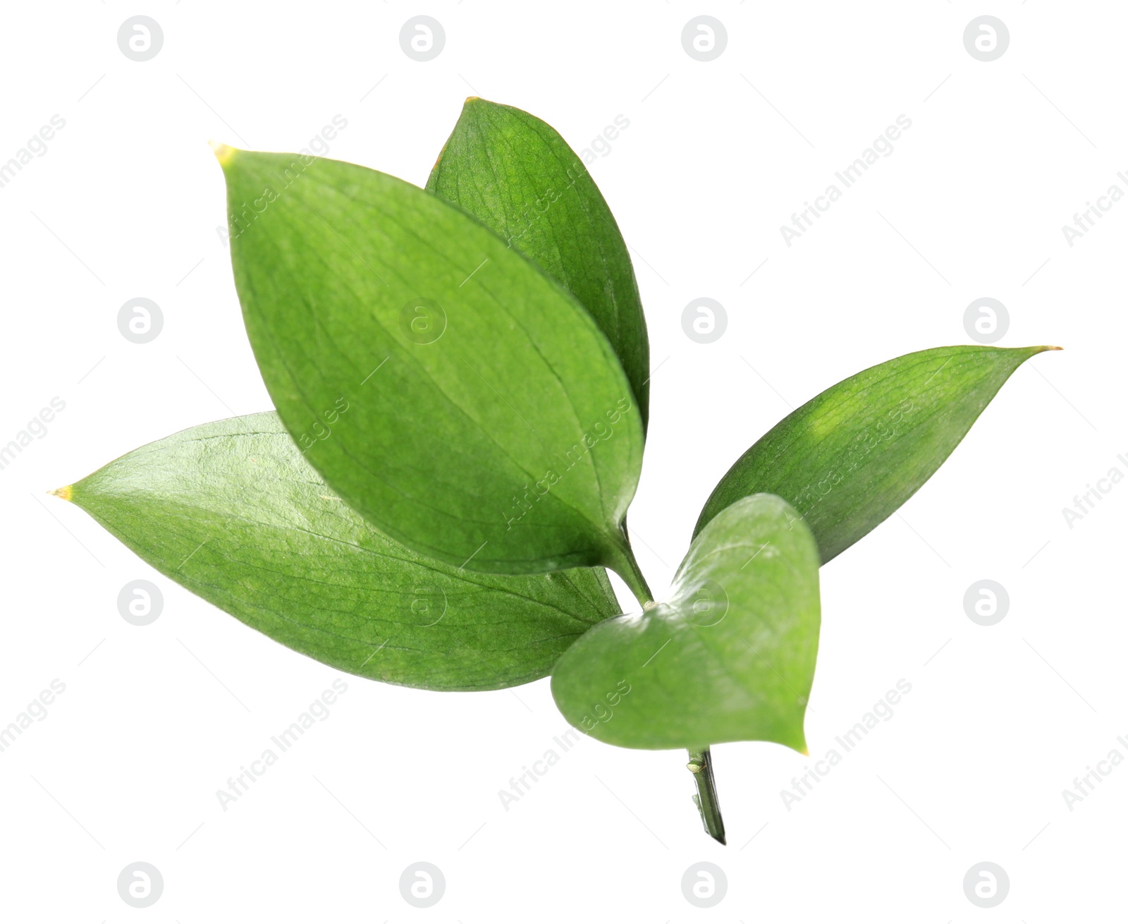 Photo of Ruscus branch with fresh green leaves on white background