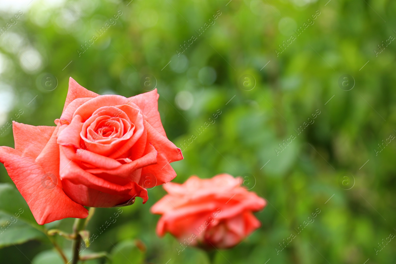 Photo of Beautiful blooming roses in green garden on summer day. Space for text