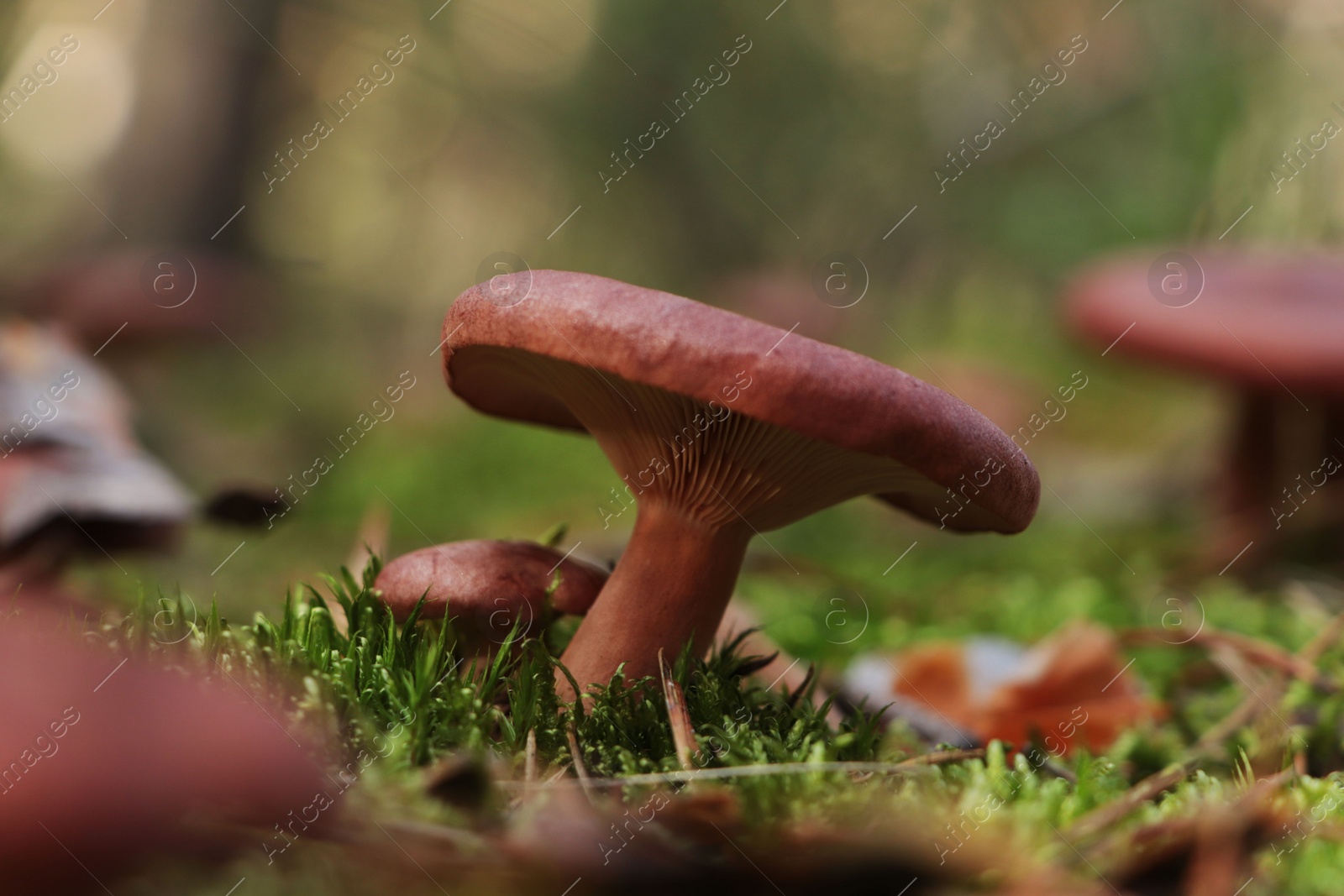 Photo of Beautiful lactarius mushrooms growing in forest on autumn day, closeup