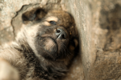 Photo of Homeless puppy outdoors, closeup. Stray baby animal