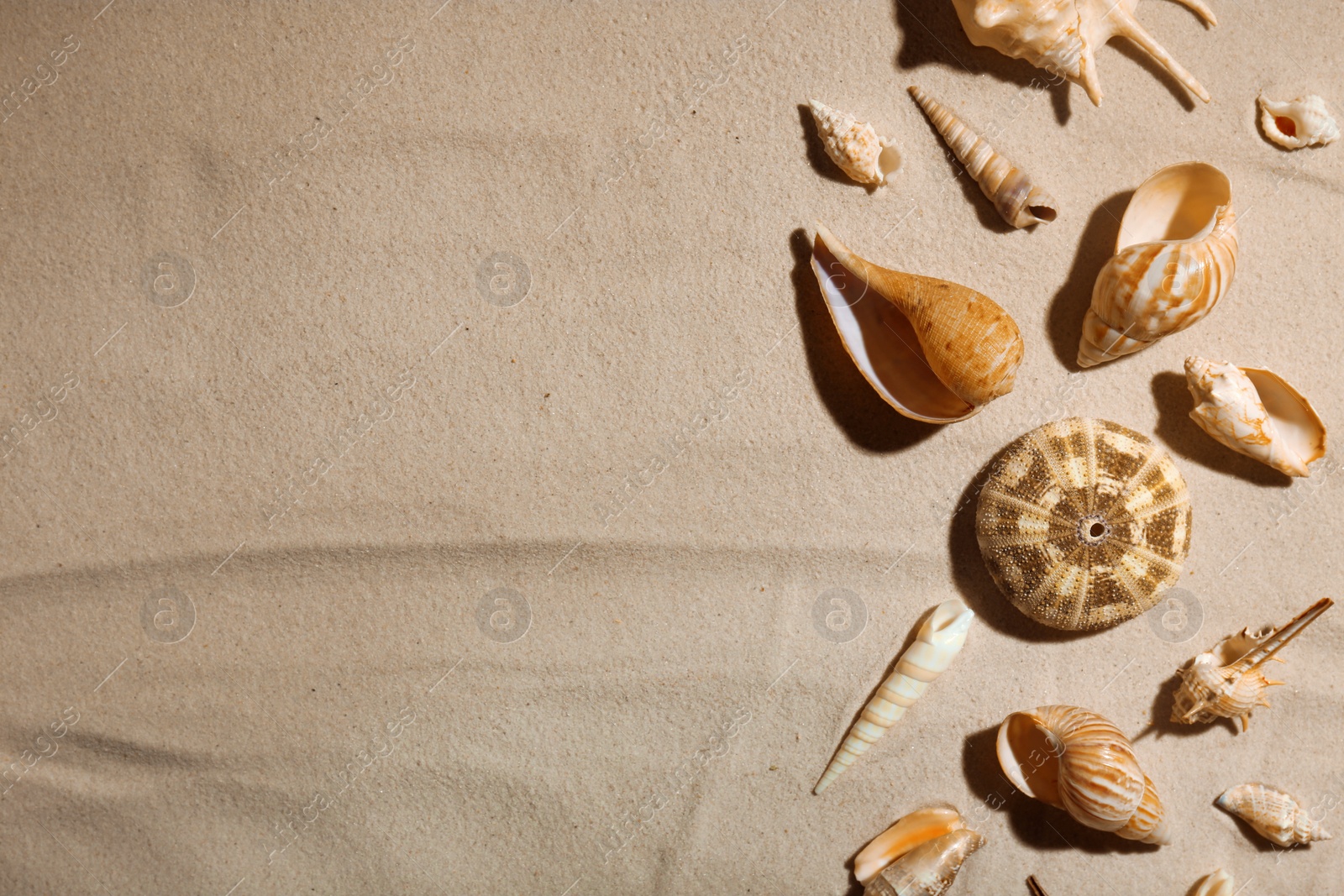 Photo of Seashells on beach sand, top view. Space for text