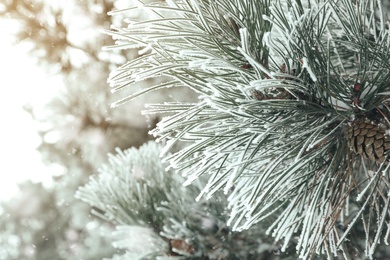 Photo of Frosty pine branch with cone on blurred background, closeup. Winter season