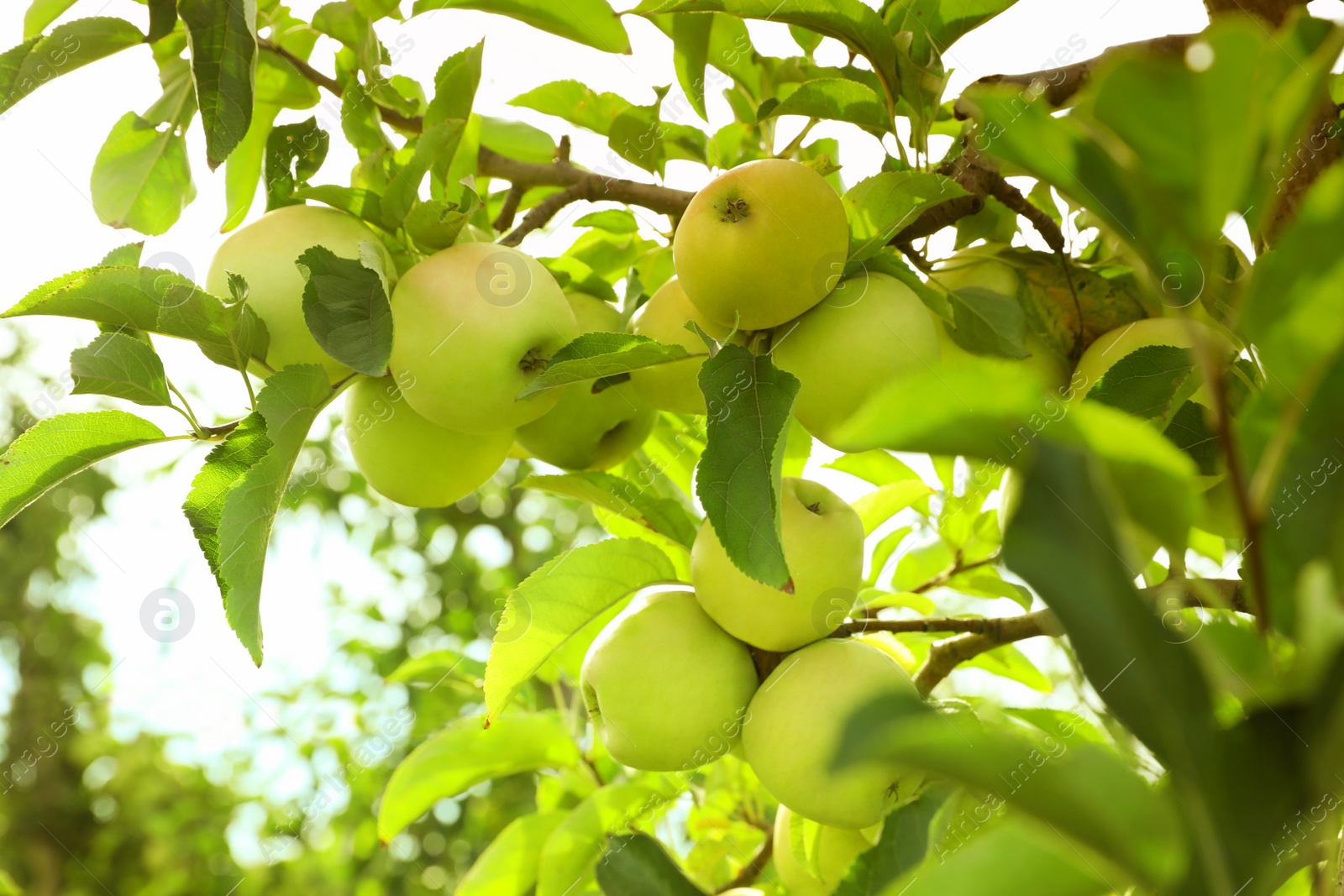 Photo of Tree branches with ripe apples outdoors on sunny day