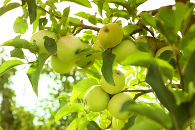 Tree branches with ripe apples outdoors on sunny day