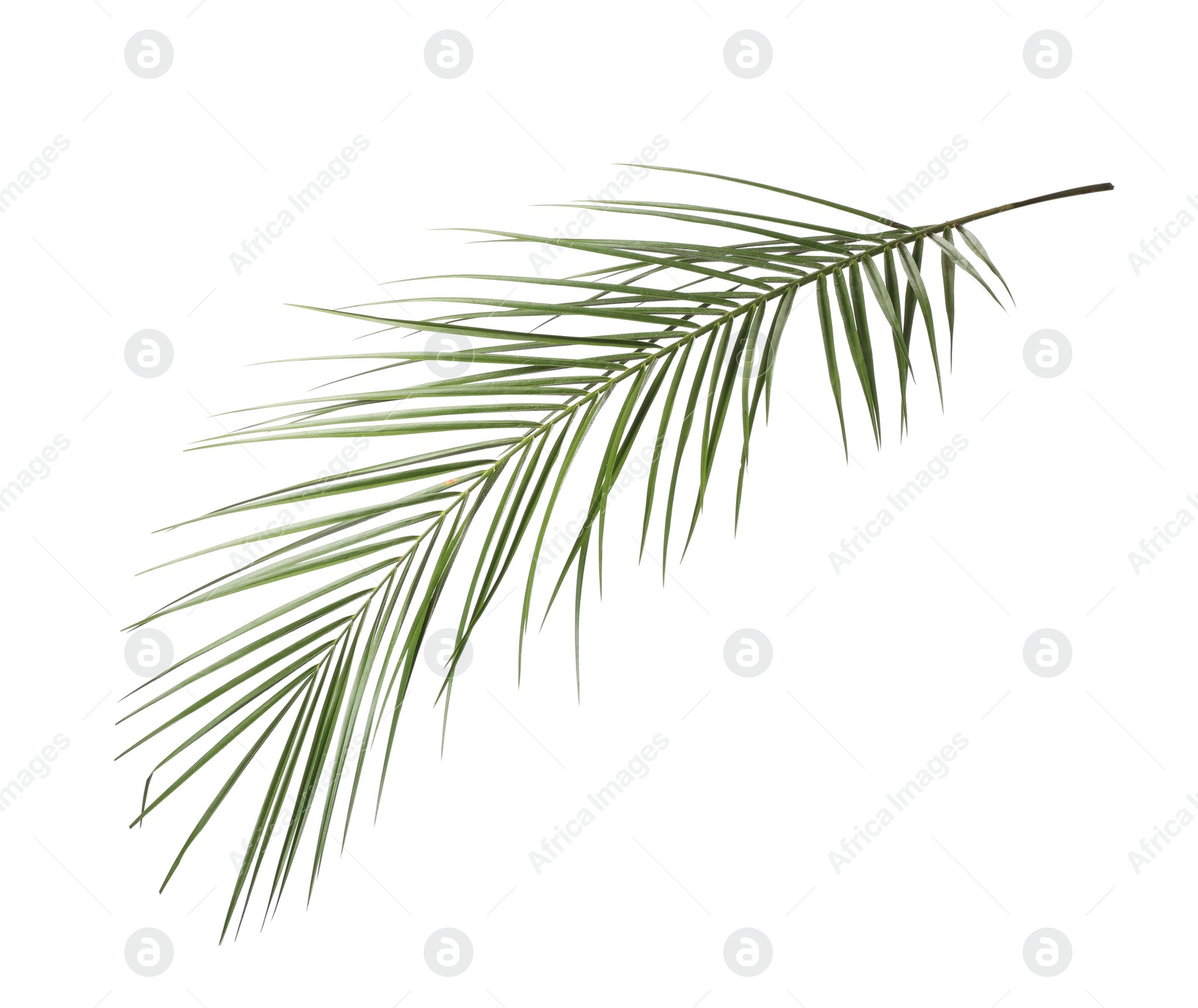 Photo of Leaf of tropical palm tree isolated on white