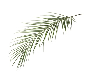 Photo of Leaf of tropical palm tree isolated on white